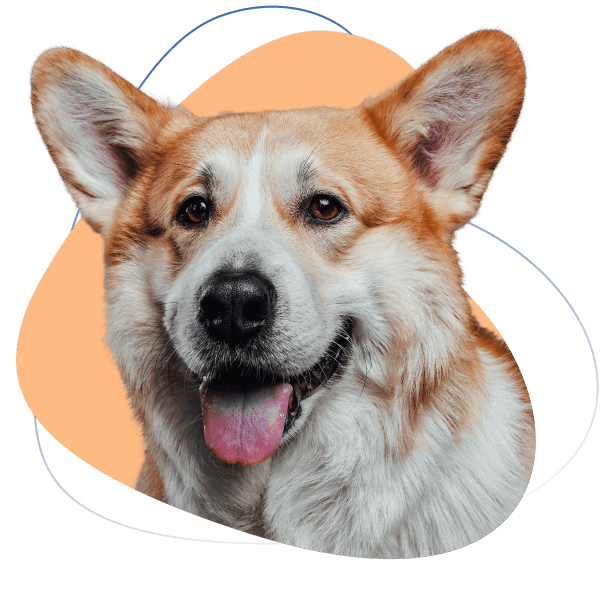 Dog Smiling