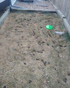 before pet waste removal