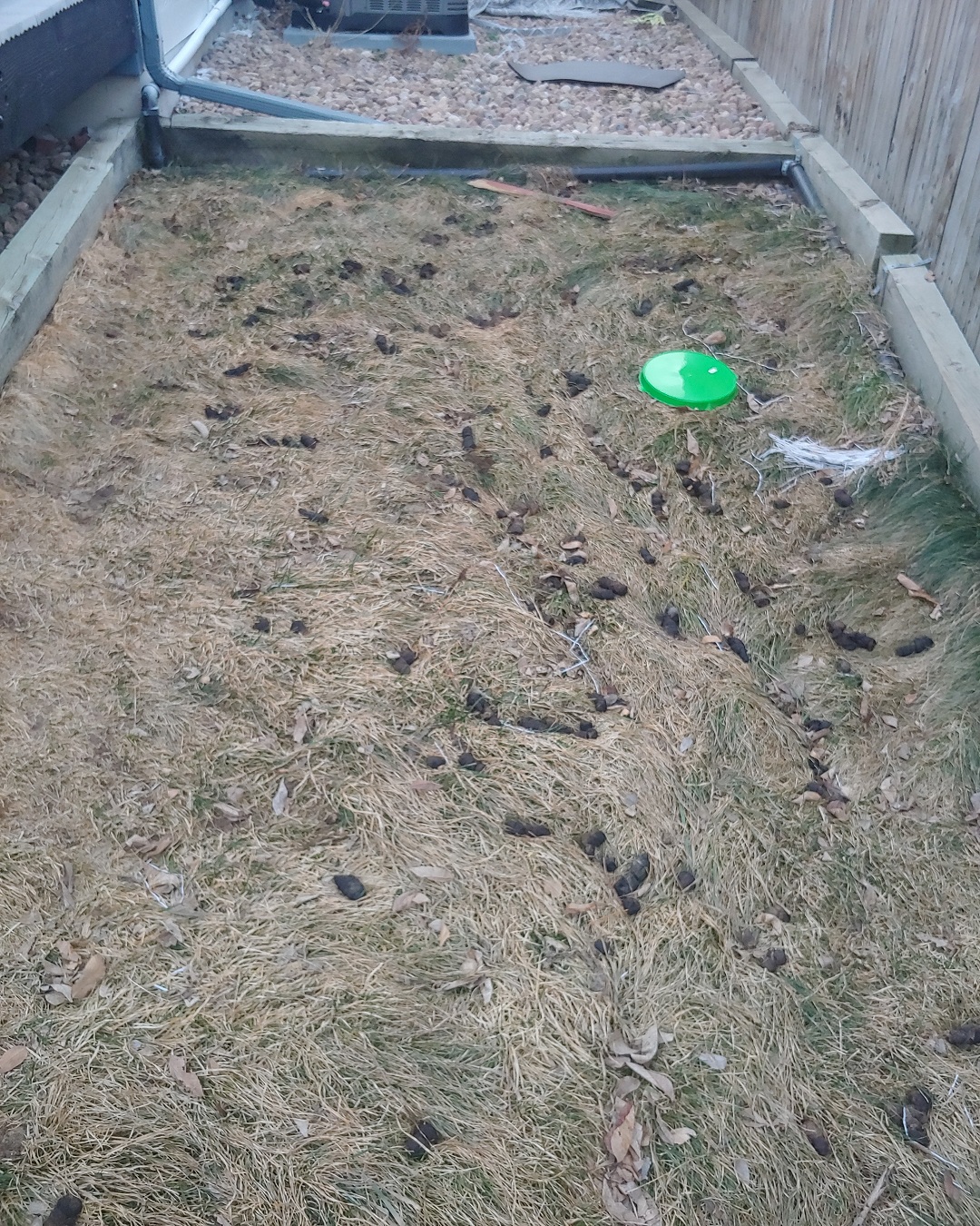 before pet waste removal