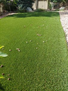 Yard before pooper sooping cleaning