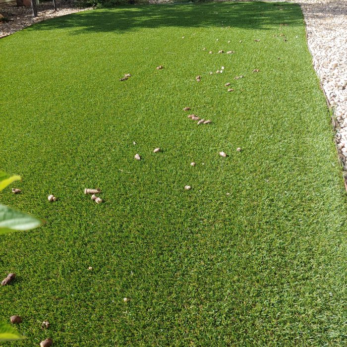 Yard before pooper sooping cleaning