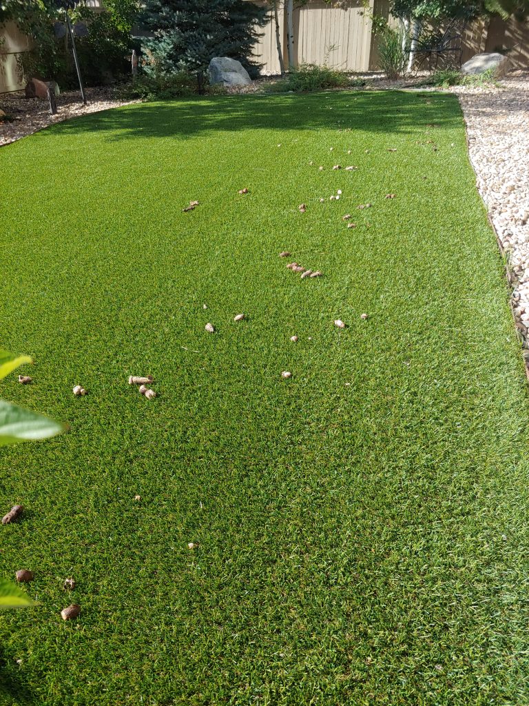 Yard before pooper sooping cleaning