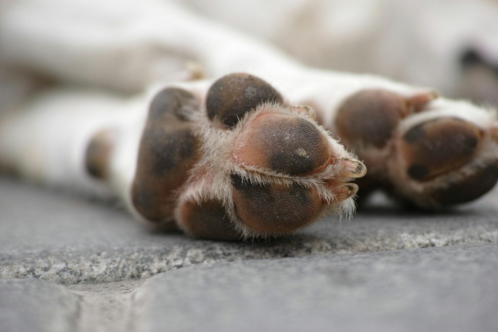 Cold Paws