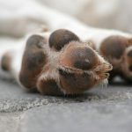 Protect the PAWS!