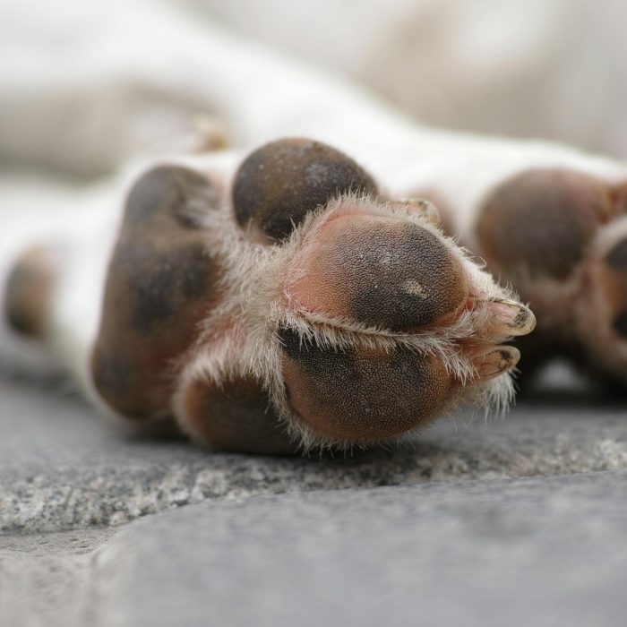 Cold Paws