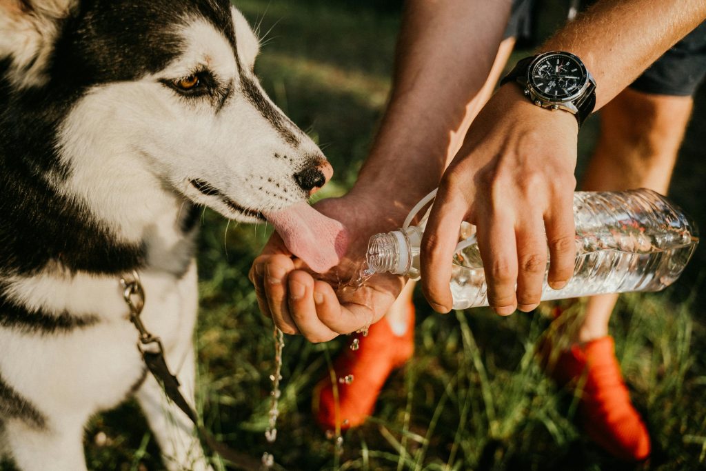 Dog Drinking Water