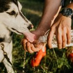 The Signs and Causes of Dog Dehydration
